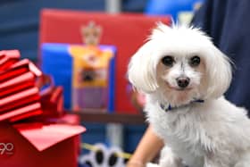 Mars celebrates 90 years in Pet Care with a Tail-Wagging Paw-ty for Batterseas oldest residents